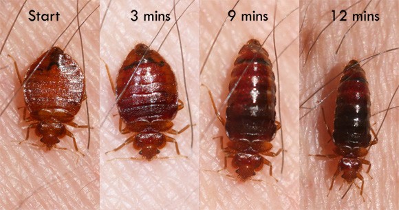 Bed Bugs definition and types