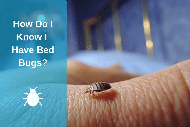 How Do I Know I Have Bed Bugs?