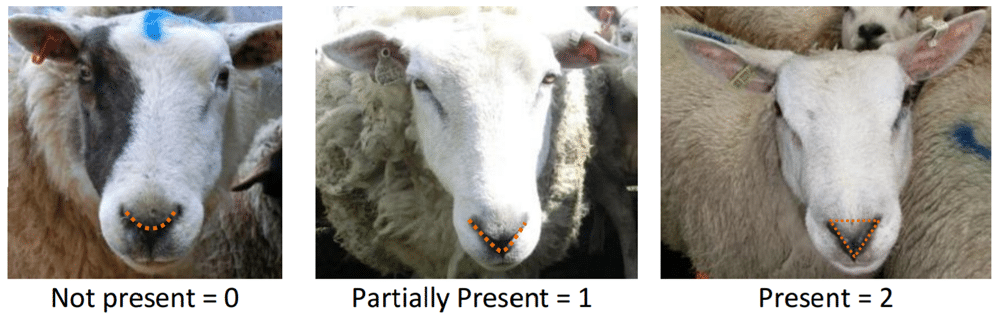 sheep pain facial expression scale