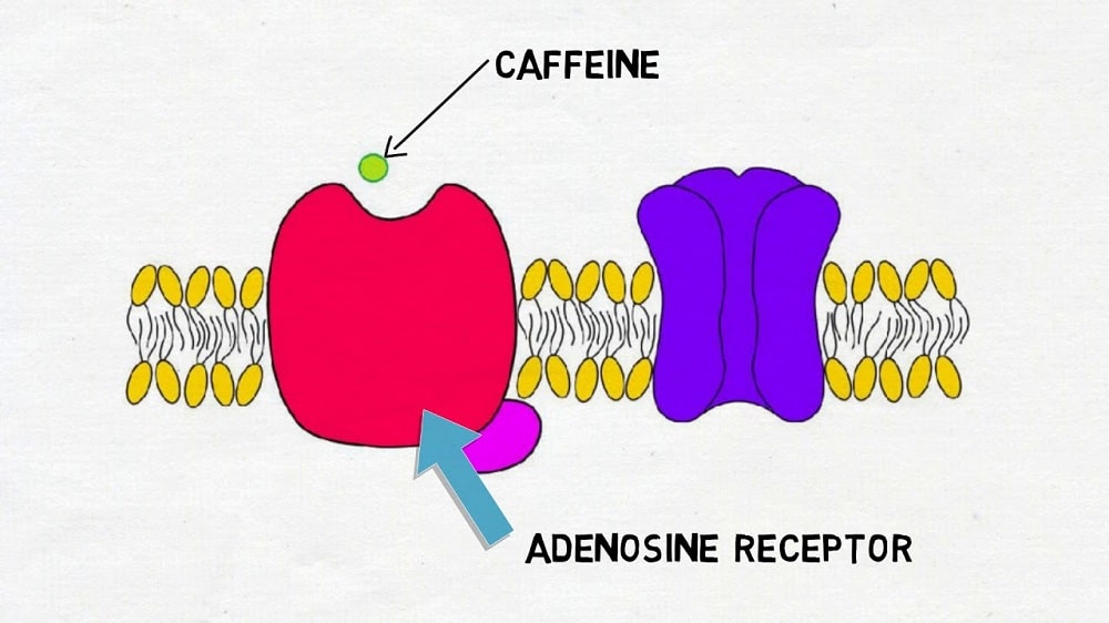 Blockage of Adenosine