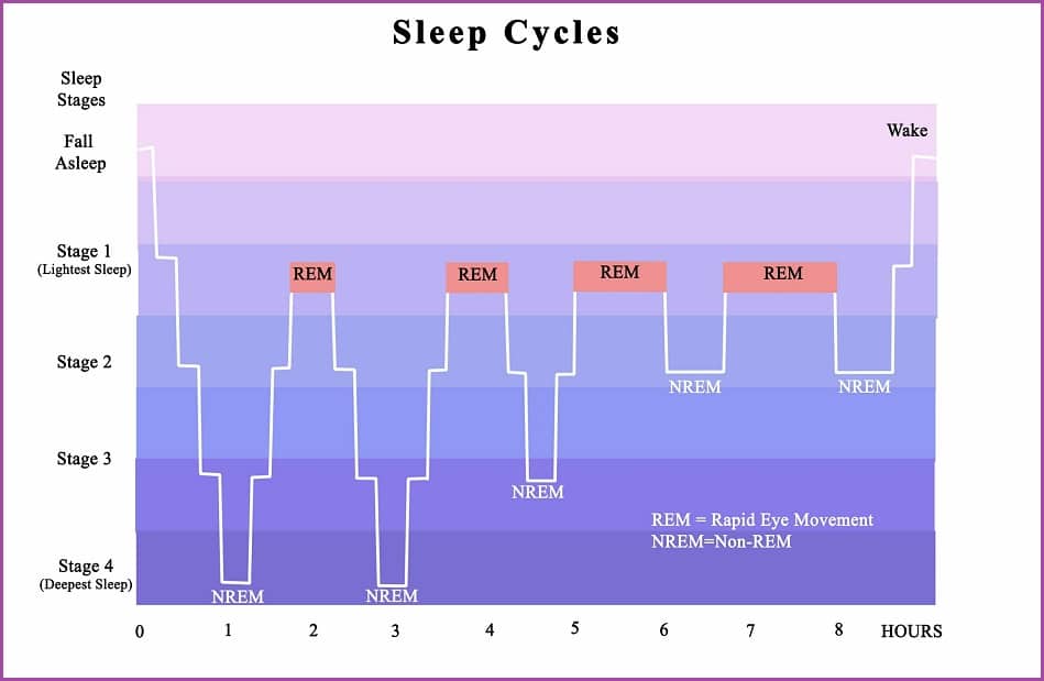 Sleep Cycles with stages of sleep