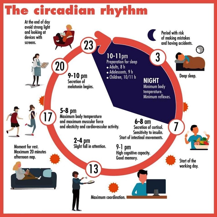 circadian rhythm with slep stages