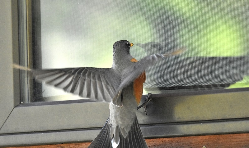 Bird Hitting a Window