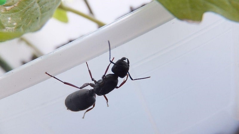 A Carpenter Ant Infestation