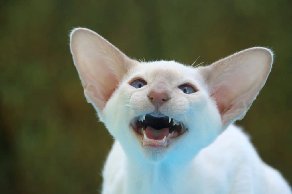 Siamese cats Vocal Cats