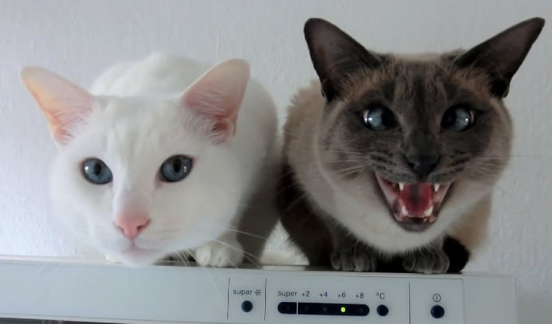 Talkative Siamese cats