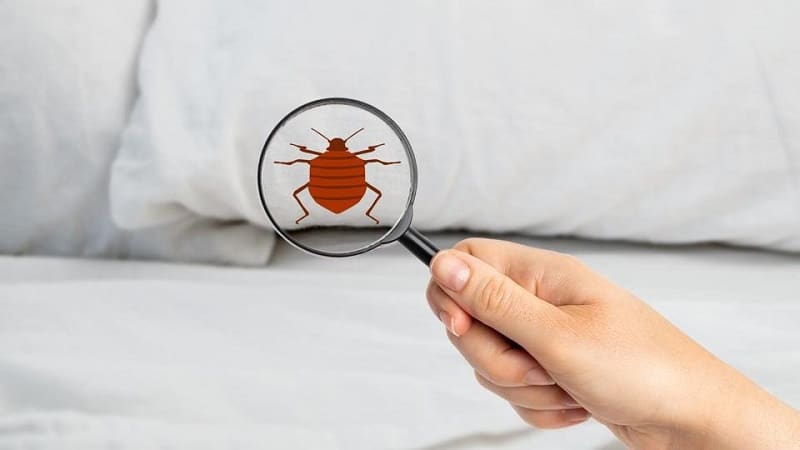How to Spot a Bed Bug Infestation Early
