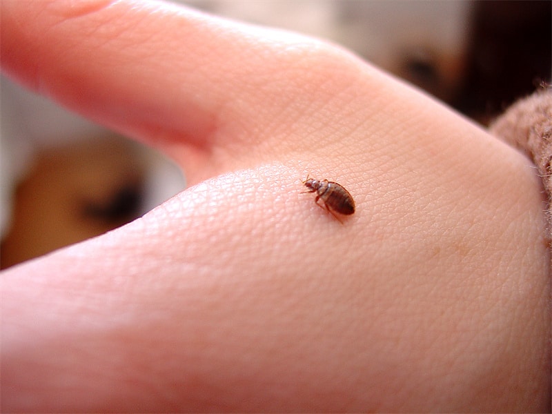 Look for physical signs of bed bugs