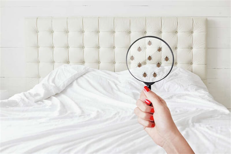 Take immediate action against bed bugs